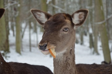 fallow deer