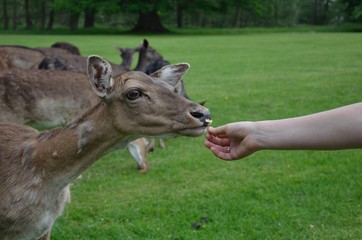 fallow deer