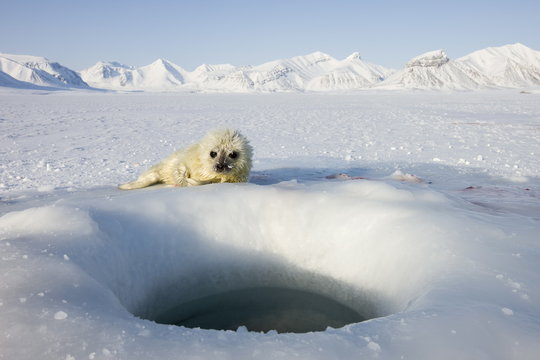 Ringed seal (Phoca hispida) pup, Billefjord, Svalbard, Spitzbergen, Arctic