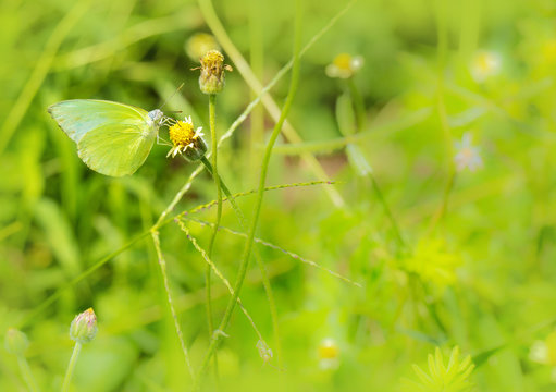 Little green butterfly on grass flower, butterfly on small blooming flower beside the withered flower