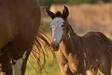 Criollo foal on a field in Argentina