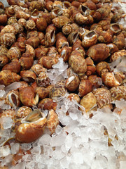 Babylonia areolata on ice