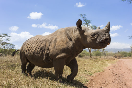 Rhino, Lewa Wildlife Conservancy, Laikipia, Kenya