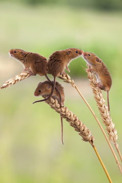 Harvest mice (Micromys minutus), captive