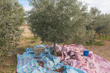 Olive Tree After Harvest