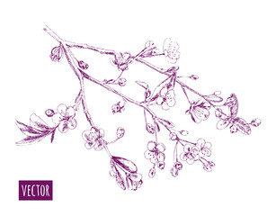 Spring blossom (bloom), branch with cherry flowers, hand draw sketch, outline on white background, vector illustration, vintage