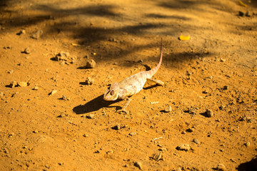 Malagasy giant chameleon, Furcifer oustaleti one of the largest Chameleons, grow up to 70 cm, reservation Ankarana, Madagascar