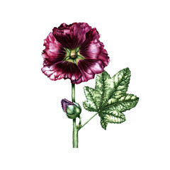 Handwork watercolor botanical  illustration with dark red mallow flower on white background, isolated watercolor illustration. - 130082474