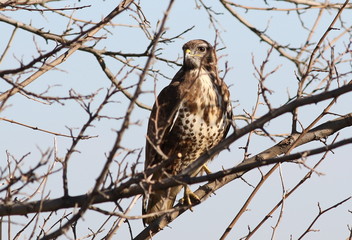 Common Buzzard, Buteo buteo