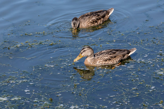 Two ducks swimming in calm water on a sunny day