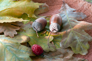 Autumnal Leaves and seasonal Fruits on spot of light