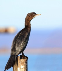 Pygmy Cormorant, Phalacrocorax pygmaeus