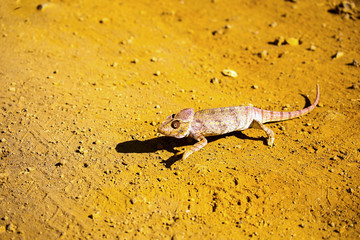 Malagasy giant chameleon, Furcifer oustaleti one of the largest Chameleons, grow up to 70 cm, reservation Ankarana, Madagascar