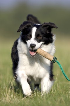 Dog, border collie, Lemgo, Germany