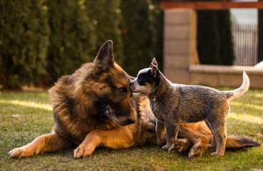 Great click capturing a pup and a dog