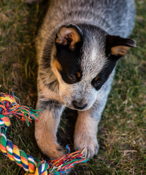 Candid photograph of a pup holding on to a bundle of tied threads