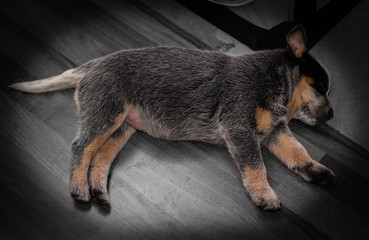 Obraz premium Puppy sleeping over a wooden floor