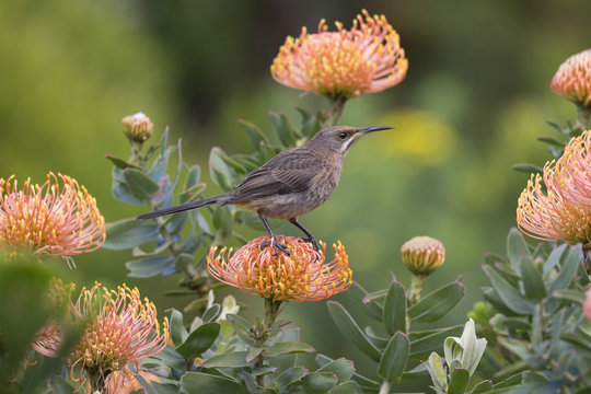Cape sugarbird (Promerops cafer), perched on protea, Harold Porter Botanical Gardens, Western Cape