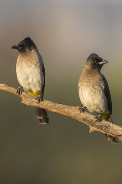 Dark-capped (black-eyed) bulbuls (Pycnonotus tricolor), Zimanga private game reserve, KwaZulu-Natal