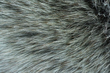 Fur arctic fox. Fur texture.