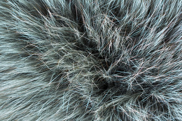 Fur arctic fox. Fur texture.