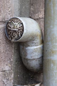 Little owl (Athene noctua) in drainpipe, captive