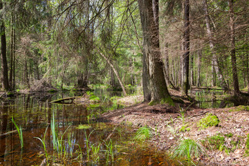 Natural swampy stand in spring