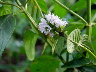 Fresh Mint in Garden with Flower Nature Details with room for copy