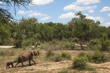 African elephants (Loxodonta africana) heading off from the  water, Madikwe reserve, North West Province