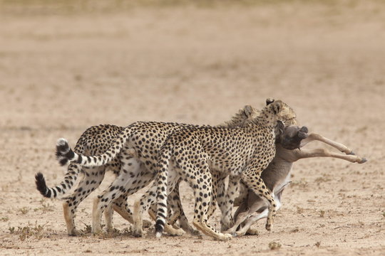 Cheetah (Acinonyx jubatus) dragging baby common wildebeest kill (Connochaetes taurinus) to cover, Kgalagadi Transfrontier Park