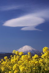 菜の花畑から見えた富士山