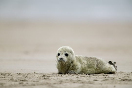 Harbor seal cub, Phoca vitulina, Heligoland, Germany