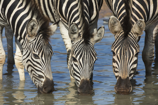 Burchell's zebra (plains zebra) (Equus burchelli) drinking, Mhkuze nature reserve, KwaZulu-Natal