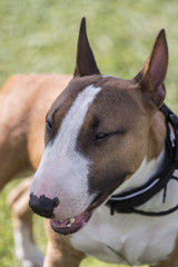bull terrier dog breed
