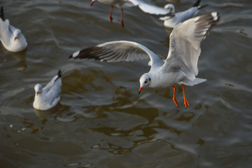 Seagull