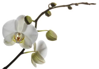 Alluring white orchids isolated on a clear white background