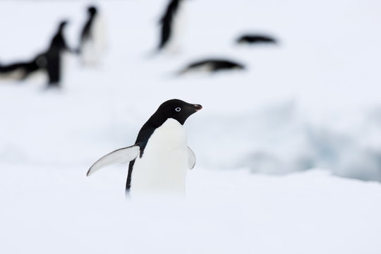 Adelie penguin (Pygoscelis adeliae), Commonwealth Bay, Antarctica