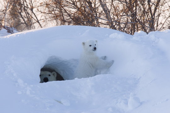 Polar Bear with cubs, Ursus maritimus, Churchill, Manitoba, Canada