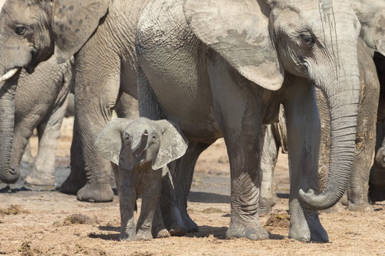 Elephant (Loxodonta africana) calf, Addo Elephant National Park