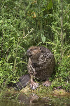 Eurasian beaver (Castor fiber), captive in breeding programme