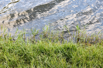 Fototapeta na wymiar Grass at Lake Edge