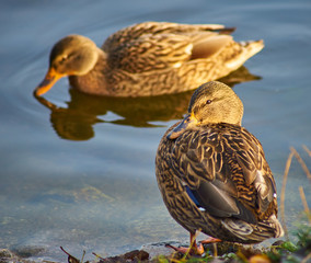 The duck on a lake shore 