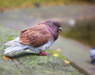 Pigeon