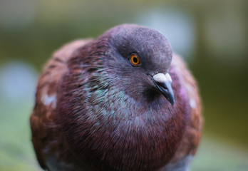 Colourful pigeon portrait