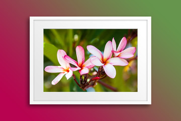 Frame with beautiful Plumeria flowers in blossom poster. Colorful wallpaper