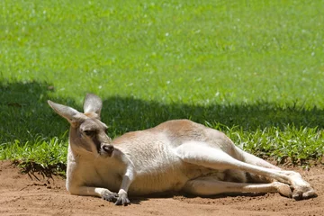 Photo sur Plexiglas Kangourou Kangaroo lying