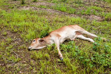 Naklejka premium Thai cow calf