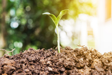 Agriculture and Seeding Plant seed growing step concept