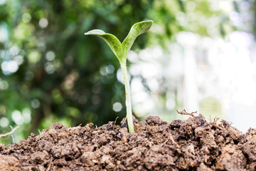 Agriculture and Seeding Plant seed growing step concept