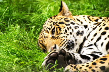 Portrait of a Jaguar. Panthera onca.